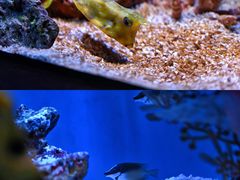 -上海海洋水族馆