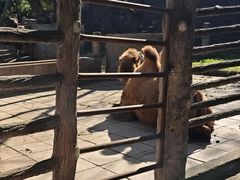 -昆明动物园