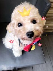 -卡门舞蹈