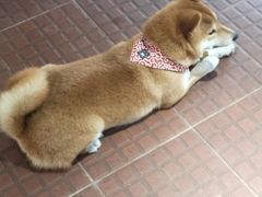 -柴犬高等学院·狗咖·柴犬售卖·宠物训练