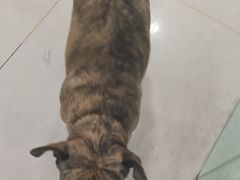 -佳雯宠物医院·皮肤科·内外科(春晓路分院)