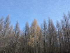 -塞罕坝国家级自然保护区