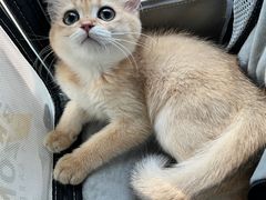 -喵zoo家庭繁育猫舍(尖东智能花园店)