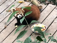 -成都大熊猫繁育研究基地