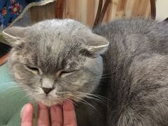-猫色咖啡·猫咖