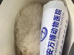 -万博宠物医院·手术·诊疗(未央凤城五路店)