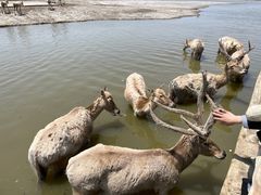 -宁波杭州湾国家湿地公园