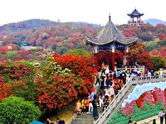 -贵州百里杜鹃风景名胜区