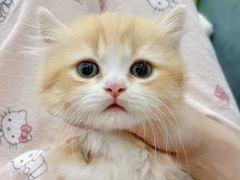 -爱侣宠医·鹦鹉专科·小型哺乳类·异宠专科(灵石路店)