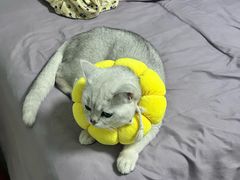 -联合动物医院(光谷诊疗中心)