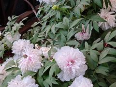 -洛阳市隋唐城遗址植物园