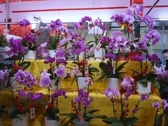 -越秀西湖花市(广州城市广场花卉店)