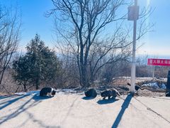 -北京西山国家森林公园