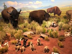 -陕西自然博物馆