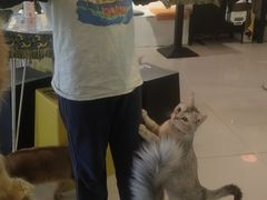 -平行世界·猫咖(首经贸店)