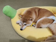 -逗柴咖啡屋·狗咖猫咖宠物桌游