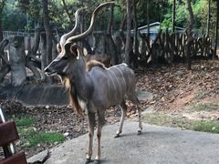 -清迈夜间动物园