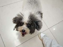 -翊宠yipet猫狗购宠庄园