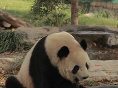 -上海野生动物园