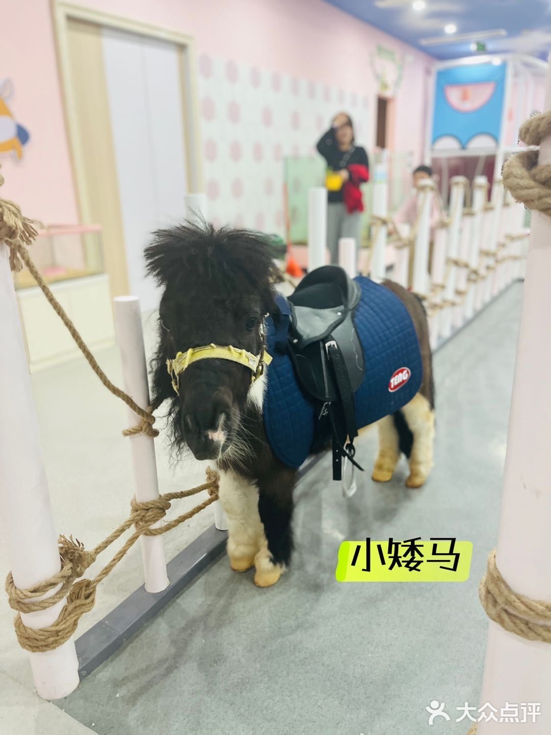 杭州探店｜超好拍的萌宠馆，一起来撸宠物了