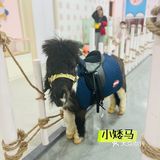 杭州探店｜超好拍的萌宠馆，一起来撸宠物了