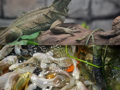 -正佳雨林生态植物园