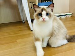 -唐小姐の私宠·宠物洗护美容·撸猫馆·购宠(周浦万达旗舰店)