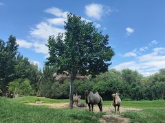 -北京野生动物园