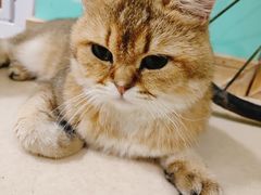 -猫在这儿猫咪咖啡馆·撸猫馆