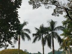 -深圳仙湖植物园