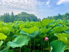 -桂湖森林公园