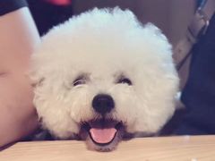 -鑫艺宠物美容培训学校