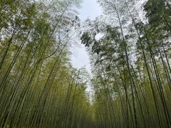 -大奇山国家森林公园