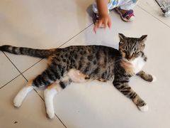 -平行世界·猫咖(首经贸店)
