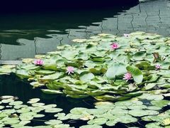 -大连植物园