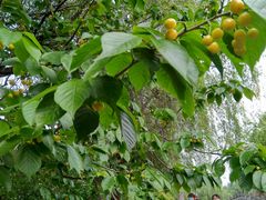 -樱桃山旅游景区