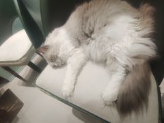 -安格丽娜·狗咖·猫咖羊驼咖(春熙路百盛商场店)