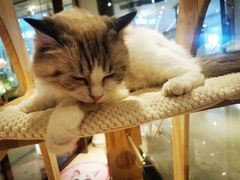 -momokira米努特·德文卷毛猫·棉花面纱犬