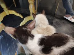 -猫色咖啡·猫咖