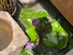 -南堂小馆·川菜馆(德商国际店)