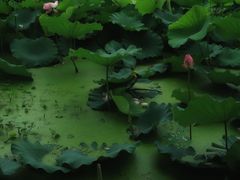 -长田漾湿地公园