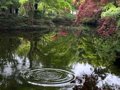 -嘉定紫藤园
