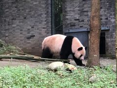 -都江堰中华大熊猫苑