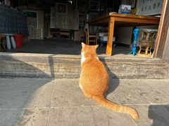 -金山农民画村-枫泾波兰倒置屋