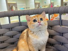 -lincat·猫舍(广州店)