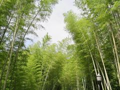 -潜山国家森林公园