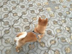 -宠爱国际动物医院·消化内科·心肾内科·ISFM猫友好(望京店)