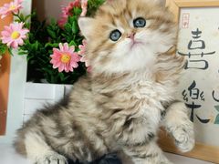 -小猫来了·猫舍(红山六九七九店)