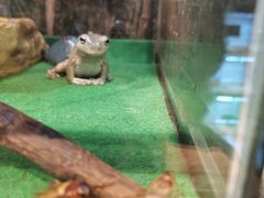 -酷以爬仙阁实体爬宠店·守宫·蜥蜴·专业繁育