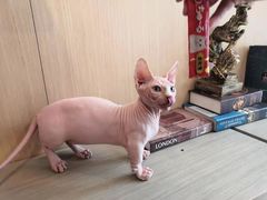 -飞行喵MR PILOT|猫舍·猫咖(静安大融城店)